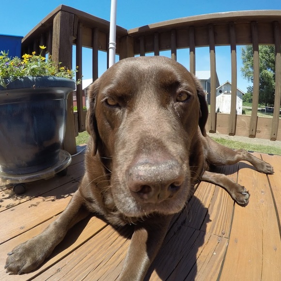 Meet your Posher, Carey - Picture 1 of 1